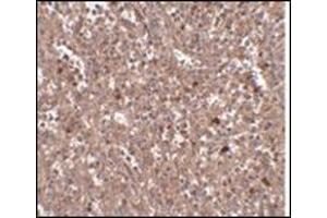 Immunohistochemistry of PIG-Y in human spleen tissue with this product at 2.