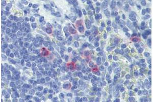 Rat spleen: Formalin-Fixed, Paraffin-Embedded (FFPE)