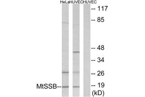 Western Blotting (WB) image for anti-Single-Stranded DNA Binding Protein 1 (SSBP1) (C-Term) antibody (ABIN1849544) (SSBP1 anticorps  (C-Term))