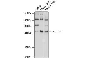 Western blot analysis of extracts of various cell lines, using DCUN1D1 antibody (ABIN7266719) at 1:1000 dilution. (DCUN1D1 anticorps  (AA 15-70))