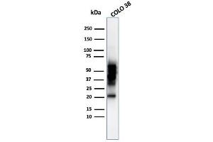 Western blot analysis of COLO-38 cell lysate using SOX10 Mouse Monoclonal Antibody (SOX10/992).