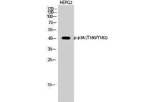 Western Blotting (WB) image for anti-Mitogen-Activated Protein Kinase 14 (MAPK14) (pThr180), (pTyr182) antibody (ABIN3179535) (MAPK14 anticorps  (pThr180, pTyr182))