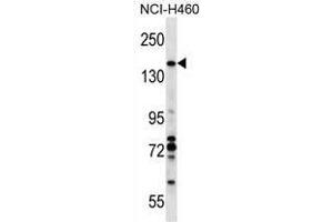 VCIP1 Antibody (N-term) western blot analysis in NCI-H460 cell line lysates (35 µg/lane).