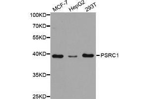 Western Blotting (WB) image for anti-proline/serine-Rich Coiled-Coil 1 (PSRC1) antibody (ABIN1876672) (PSRC1 anticorps)
