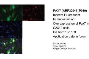 Immunofluorescence -- Sample Type: Overexpression of Pax7 in C2C12 cellsDilution: 1:100 (PAX7 anticorps  (Middle Region))