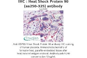 Image no. 1 for anti-Heat Shock Protein 90 (HSP90) (AA 250-325) antibody (ABIN1735382)