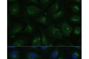 Immunofluorescence analysis of U-2 OS cells using COPG2 Polyclonal Antibody at dilution of 1:100 (40x lens). (COPG2 anticorps)