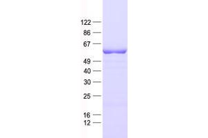 Validation with Western Blot