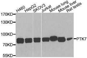 Western blot analysis of extracts of various cell lines, using PTK7 antibody. (PTK7 anticorps)