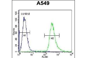 anti-Heat Shock Protein 90kDa beta (Grp94), Member 1 (HSP90B1) (AA 460-487) antibody