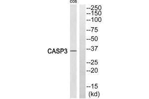 Western Blotting (WB) image for anti-Caspase 3 (CASP3) (Cleaved-Ser29), (N-Term) antibody (ABIN1853497) (Caspase 3 anticorps  (Cleaved-Ser29, N-Term))