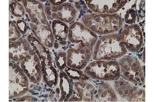 Immunohistochemical staining of paraffin-embedded Human Kidney tissue using anti-LMAN1 mouse monoclonal antibody. (LMAN1 anticorps)