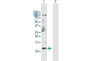 Western Blot analysis of CKS2 expression in transfected 293T cell line by CKS2 MaxPab polyclonal antibody.