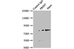 Immunoprecipitating PRSS7 in Jurkat whole cell lysate Lane 1: Rabbit control IgG instead of ABIN7151805 in Jurkat whole cell lysate. (TMPRSS15 anticorps  (AA 40-300))