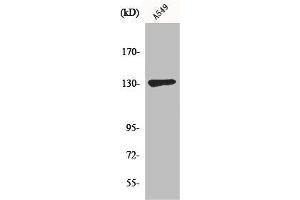 Western Blot analysis of A549 cells using Sin3B Polyclonal Antibody (SIN3B anticorps  (Internal Region))
