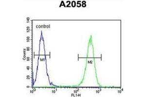 Flow cytometric analysis of A2058 cells using GFPT2 / GFAT2 Antibody (Center) Cat. (GFPT2 anticorps  (Middle Region))