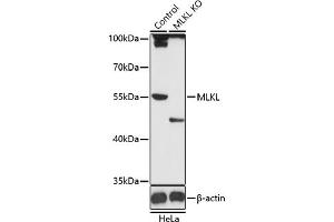 Western blot analysis of extracts from normal (control) and MLKL knockout (KO) HeLa cells, using MLKL antibody (ABIN6130557, ABIN6143881, ABIN6143885 and ABIN6217453) at 1:1000 dilution. (MLKL anticorps)