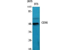 Western Blot (WB) analysis of specific cells using CD95 Polyclonal Antibody. (FAS anticorps  (C-Term))