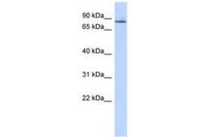Image no. 1 for anti-Amyloid beta (A4) Precursor Protein-Binding, Family B, Member 2 (APBB2) (AA 251-300) antibody (ABIN6741364)