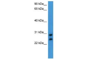 WB Suggested Anti-CEACAM7 Antibody Titration: 0.