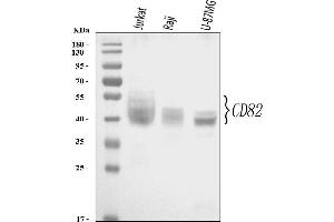 Western blot analysis of CD82 using anti-CD82 antibody (ABIN3043486). (CD82 anticorps  (AA 98-267))