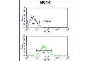 G6PD Antibody (Center) (ABIN651286 and ABIN2840171) flow cytometric analysis of MCF-7 cells (bottom histogram) compared to a negative control cell (top histogram).