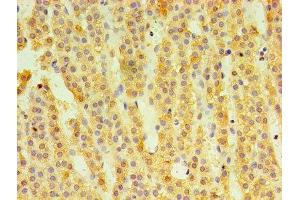 Immunohistochemistry of paraffin-embedded human adrenal gland tissue using ABIN7148610 at dilution of 1:100