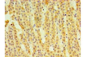 Immunohistochemistry of paraffin-embedded human adrenal gland tissue using ABIN7148610 at dilution of 1:100 (HSD11B1 anticorps  (AA 25-292))