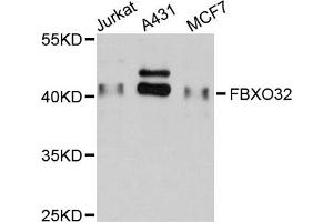 Western blot analysis of extracts of various cell lines, using FBXO32 antibody (ABIN5974130) at 1/1000 dilution. (FBXO32 anticorps)