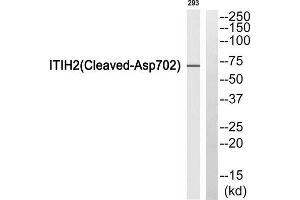 Western blot analysis of extracts from 293 cells, using ITIH2 (Cleaved-Asp702) antibody. (ITIH2 anticorps  (Cleaved-Asp702))