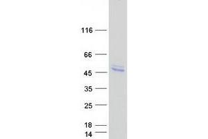 Validation with Western Blot