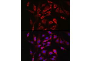 Immunofluorescence analysis of NIH/3T3 cells using SOCS3 Rabbit pAb (ABIN3015316, ABIN3015317, ABIN5663764 and ABIN6213984) at dilution of 1:50 (40x lens). (SOCS3 anticorps  (C-Term))