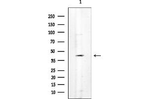 anti-Succinate Receptor 1 (SUCNR1) (Internal Region) antibody