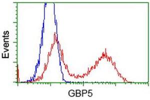 HEK293T cells transfected with either RC206627 overexpress plasmid (Red) or empty vector control plasmid (Blue) were immunostained by anti-GBP5 antibody (ABIN2454092), and then analyzed by flow cytometry. (GBP5 anticorps)