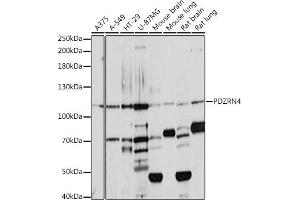 Western blot analysis of extracts of various cell lines, using PDZRN4 antibody (ABIN7269200) at 1:1000 dilution. (PDZRN4 anticorps  (AA 220-450))