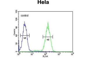 BCKDHB Antibody (N-term) flow cytometric analysis of Hela cells (right histogram) compared to a negative control cell (left histogram). (BCKDHB anticorps  (N-Term))