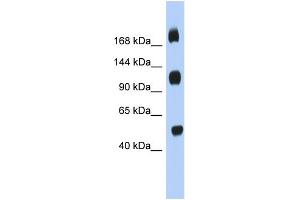 WB Suggested Anti-C2orf55 Antibody Titration: 0. (C2orf55 anticorps  (Middle Region))