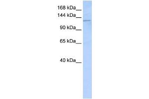 WB Suggested Anti-DSG2 Antibody Titration:  1 ug/ml  Positive Control:  Hela cell lysate