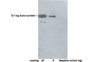 Western blot analysis of Ty1-tag fusion protein using Rabbit Anti-Ty1-tag Polyclonal Antibody (ABIN398650) Secondary antibody: Goat Anti-Rabbit IgG (H&L) [HRP] Polyclonal Antibody (ABIN398323) The signal was developed with LumiSensorTM HRP Substrate Kit (ABIN769939) (Ty1 Tag anticorps)