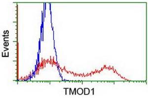 Flow Cytometry (FACS) image for anti-Tropomodulin 1 (TMOD1) antibody (ABIN1501526) (Tropomodulin 1 anticorps)