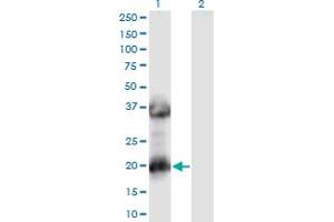 Western Blot analysis of MAF1 expression in transfected 293T cell line by MAF1 monoclonal antibody (M02), clone 2D6.