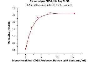 Immobilized Cynomolgus CD38, His Tag (ABIN5954966,ABIN6253545) at 2 μg/mL (100 μL/well) can bind Monoclonal A Antibody, Human IgG1 with a linear range of 0.