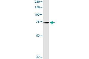 Immunoprecipitation of GAS6 transfected lysate using anti-GAS6 MaxPab rabbit polyclonal antibody and Protein A Magnetic Bead , and immunoblotted with GAS6 purified MaxPab mouse polyclonal antibody (B01P) .