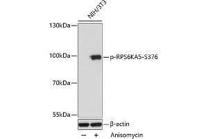 Western blot analysis of extracts of NIH/3T3 cells, using Phospho-RPS6K-S376 antibody (ABIN7270039) at 1:2000 dilution. (MSK1 anticorps  (pSer376))