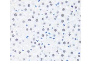 Immunohistochemistry of paraffin-embedded Rat liver using BRMS1 Polyclonal Antibody at dilution of 1:100 (40x lens). (BRMS1 anticorps)