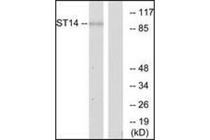 Western blot analysis of extracts from A549 cells, using ST14 Antibody. (ST14 anticorps  (N-Term))