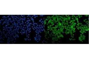 IF analysis of HOXC10 using anti-HOXC10 antibody (ABIN7599157). (HOXC10 anticorps  (AA 1-250))
