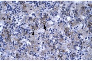 Human Liver; DBP antibody - N-terminal region in Human Liver cells using Immunohistochemistry (DBP anticorps  (N-Term))