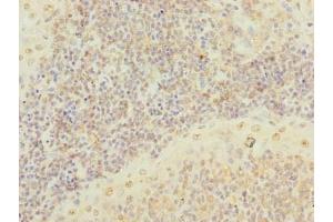 Immunohistochemistry of paraffin-embedded human tonsil tissue using ABIN7168636 at dilution of 1:100