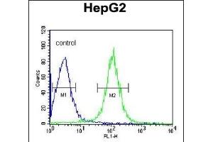 TRSS2 Antibody (Center) (ABIN391564 and ABIN2841503) flow cytometric analysis of HepG2 cells (right histogram) coared to a negative control cell (left histogram). (TMPRSS2 anticorps  (AA 314-343))